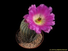 Echinocereus reichenbachii 1242